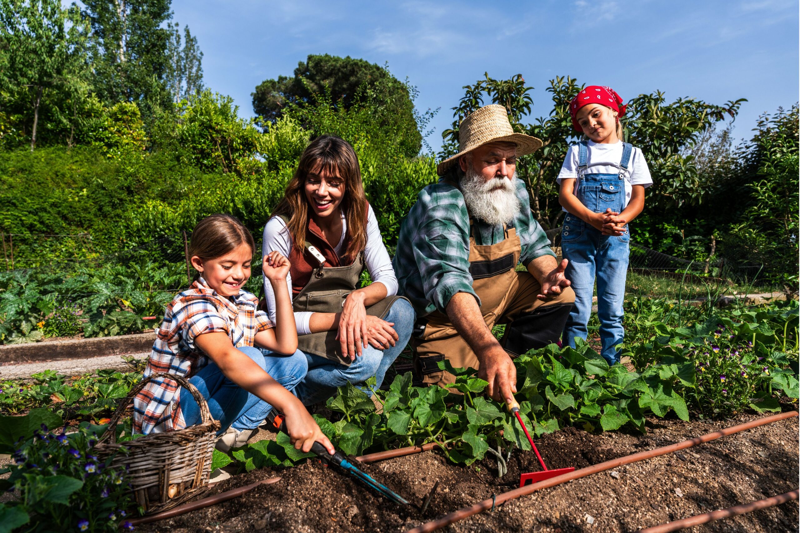Fall gardening in Dubai with fresh vegetables and plants growing in urban garden